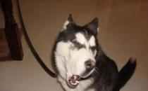 ?只有鏟屎官才了解的快樂 容易躺槍的養(yǎng)狗錯(cuò)誤觀念