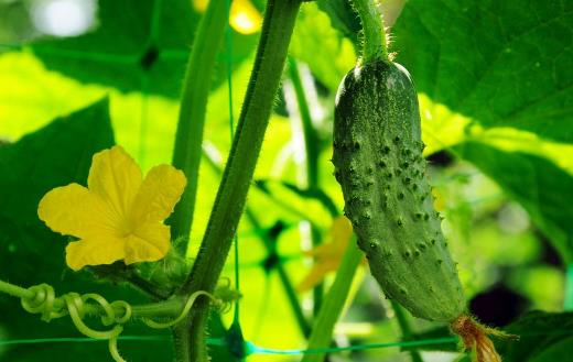 黃瓜是水果界蔬菜界美女們心頭好 黃瓜的功效與作用