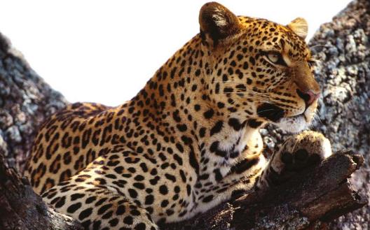 豹子小身軀有著大能量 關于豹子的冷知識