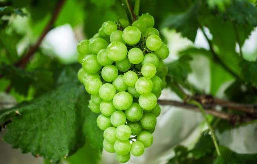 葡萄長時間保存有訣竅