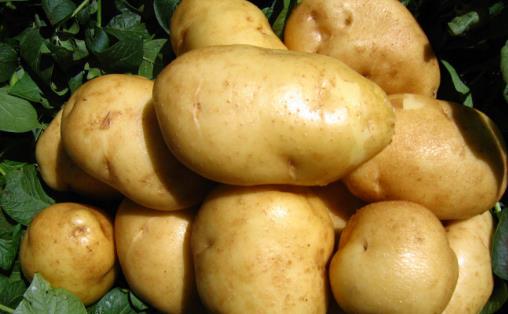 發了芽的馬鈴薯不可食用 馬鈴薯的生活小妙用