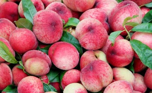 “果中皇后”營養又美味,還能降壓抗疲勞