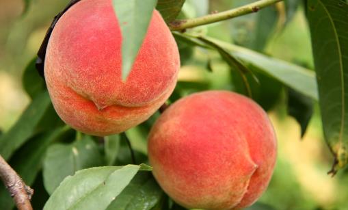 “果中皇后”營養又美味,還能降壓抗疲勞