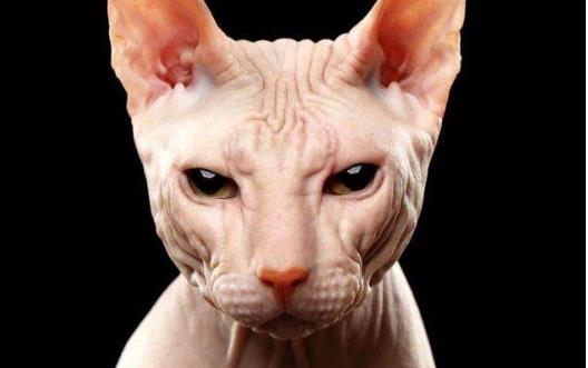 無毛貓不是真的無毛 不能讓貓毛過敏者實現養貓愿望