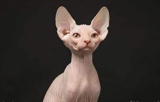 無毛貓不是真的無毛 不能讓貓毛過敏者實現養貓愿望