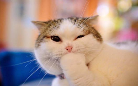 貓咪總會(huì)在家門口等主人 你是它的唯一喵生伴侶