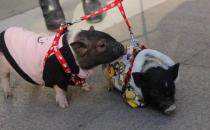 ?遛狗算什么溜豬才新潮 長不大的迷你豬備受關(guān)注