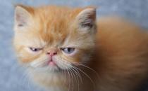 ?貓咪總會(huì)在家門口等主人 你是它的唯一喵生伴侶