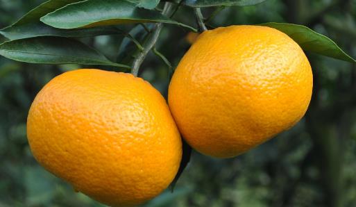 橘子全身都是寶,運脾祛濕效果好!