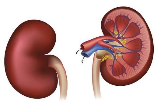 夏天是補(bǔ)腎好時(shí)機(jī) 中醫(yī)教你冬病夏養(yǎng)養(yǎng)出好陽氣