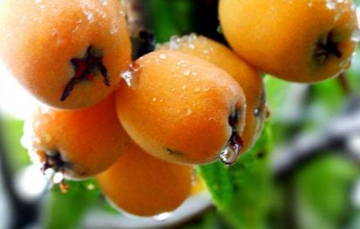 夏天的當令水果枇杷 中藥師推薦枇杷的吃法