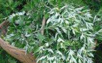 艾葉不只用來泡腳艾灸制作美食 養生功效也不容小覷