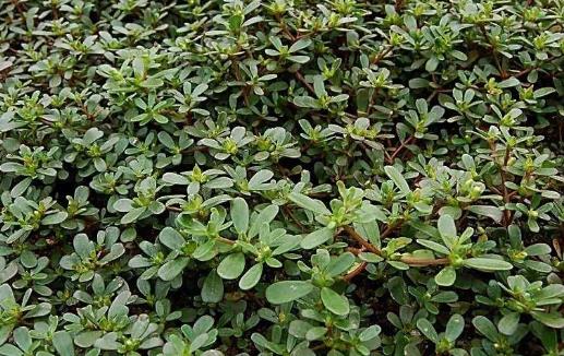 野菜的錯(cuò)誤認(rèn)識(shí) 過量食用或許反而危害健康