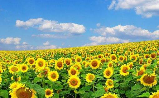 夏季養生防病 養心氣固陽氣是該時段的保健原則