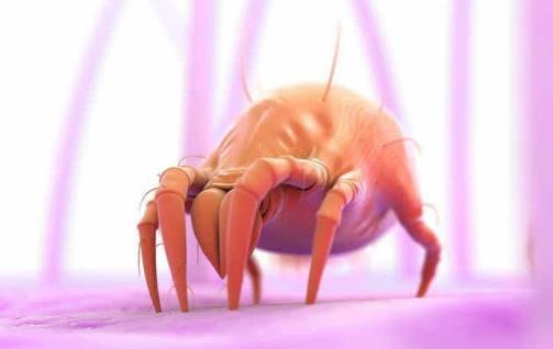 睡衣，床單，枕巾該多久清洗一次？超過這個時間，螨蟲會