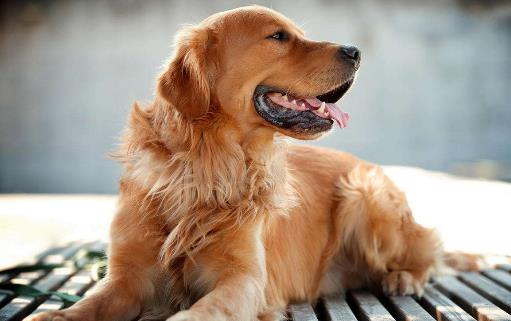 不要這樣養狗，狗狗老去的速度，鏟屎官再也追不上了