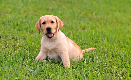 不要這樣養狗，狗狗老去的速度，鏟屎官再也追不上了