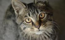 ?貍花貓會(huì)自己挑選主人 貍花貓幼貓成貓喂養(yǎng)指南