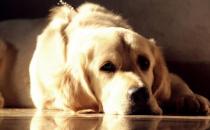 ?金毛遛完后肉墊竟然受傷 養(yǎng)護(hù)狗狗一定要注意的細(xì)節(jié)