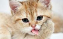 ?貓咪年算多大才算是長大成貓 貓咪日常喂養(yǎng)注意事項(xiàng)