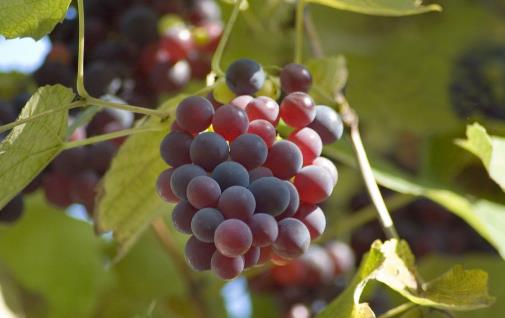 吃這幾種水果,比吃肉還容易胖,可有人不懂,還用它們來