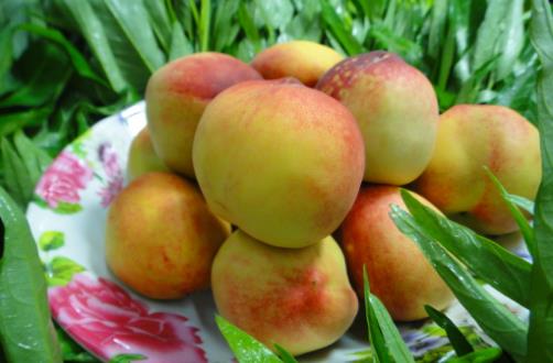 桃子是“肺之果”，可爛了一點的桃子還能不能吃？這種情