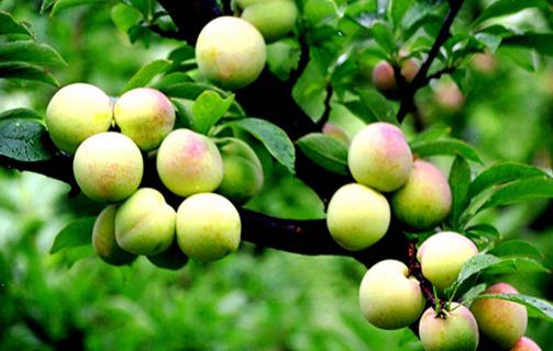 桃子是“肺之果”，可爛了一點的桃子還能不能吃？這種情