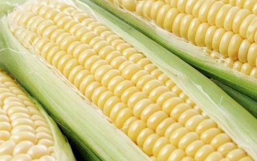 防治去除老人斑試試飲食調理 吃茄子防治老年斑