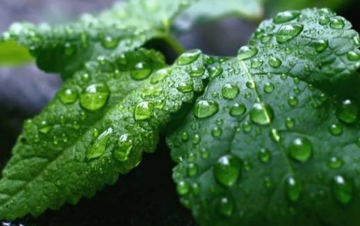 蚊蟲多被咬奇癢難耐 祛病驅蚊藥浴推薦