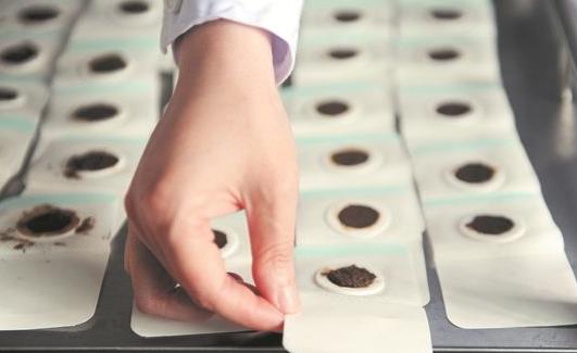 冬病夏治敷貼三伏貼 科學合理敷貼三伏貼