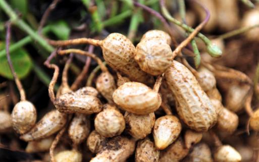 吃花生可以讓你記憶好更年輕 預防心腦血管疾病