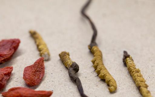 從中西角度談冬蟲夏草功效 冬蟲夏草雖好但亂吃不見效