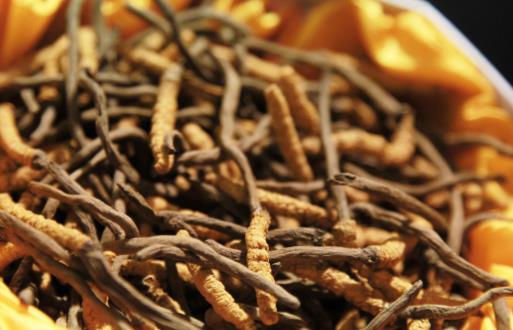 從中西角度談冬蟲夏草功效 冬蟲夏草雖好但亂吃不見效