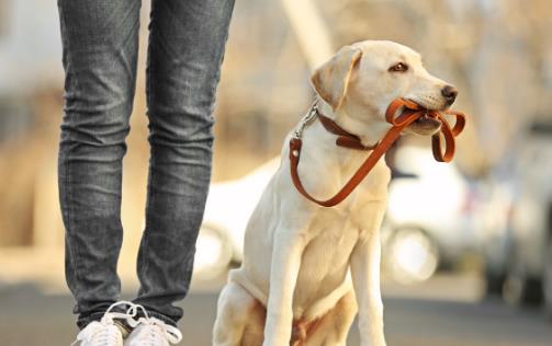 怎樣訓練狗狗上廁所？訓練狗狗定點大小便方法！