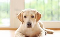 ?狗狗不會(huì)定點(diǎn)上廁所可咋整 訓(xùn)練狗狗定點(diǎn)大小便方法