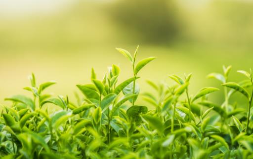 一口皓齒是人們對美的追求 草莓是天然美白牙齒水果