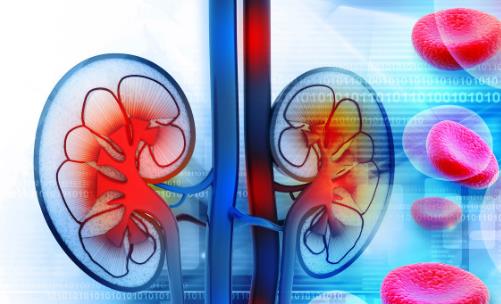 養生應注重腎臟保養 應避免這3件傷腎的事情