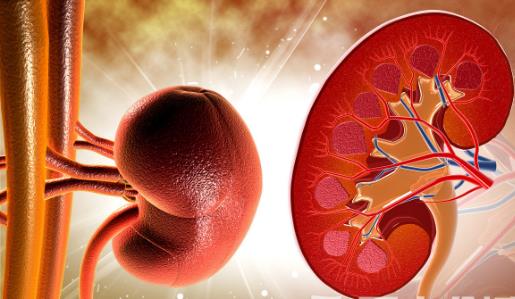 養生應注重腎臟保養 應避免這3件傷腎的事情