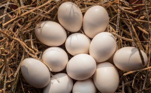 給你早餐吃雞蛋的7個理由 看后你一定會愛上吃雞蛋