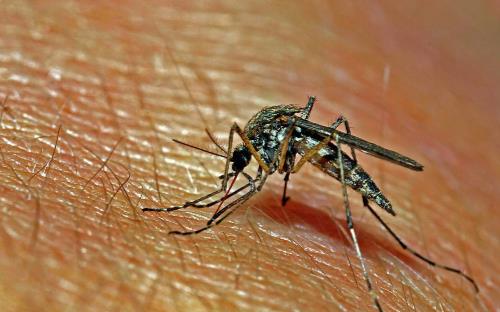 比較容易招蚊子的人群揭秘