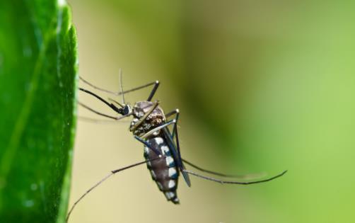 O型血大呼“冤枉”！招蚊子的真正原因是這6個