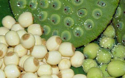 秋季進(jìn)補(bǔ)要避免的誤區(qū) 秋季進(jìn)補(bǔ)應(yīng)選的食材