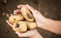 常吃土豆養顏美容抗衰老 土豆代替主食居然能減肥