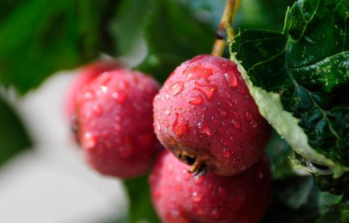 高血壓吃什么好 推薦5款食療偏方