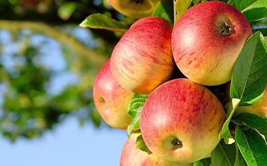 科學有效的減肥方法 健康減肥不反彈