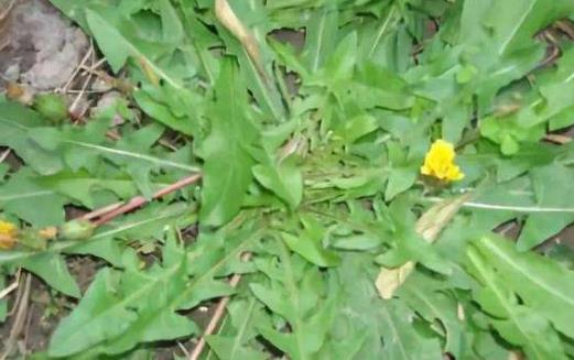 女性脫發的八大原因 防脫發的食譜來預防