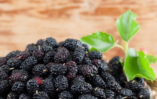 平時(shí)喝黑桑葚汁有這些好處 你一定要知道