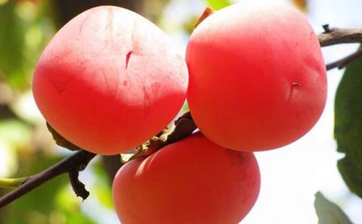 柿子醋的10個功效與作用 食用柿子醋的禁忌