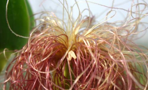 吃玉米,大家都愛光煮玉米,把玉米須扔掉。專家指出,這