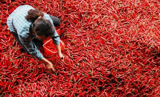 辣椒為什么有辣的,有不辣的?